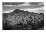 Sheep at Allmscliffe Cragg